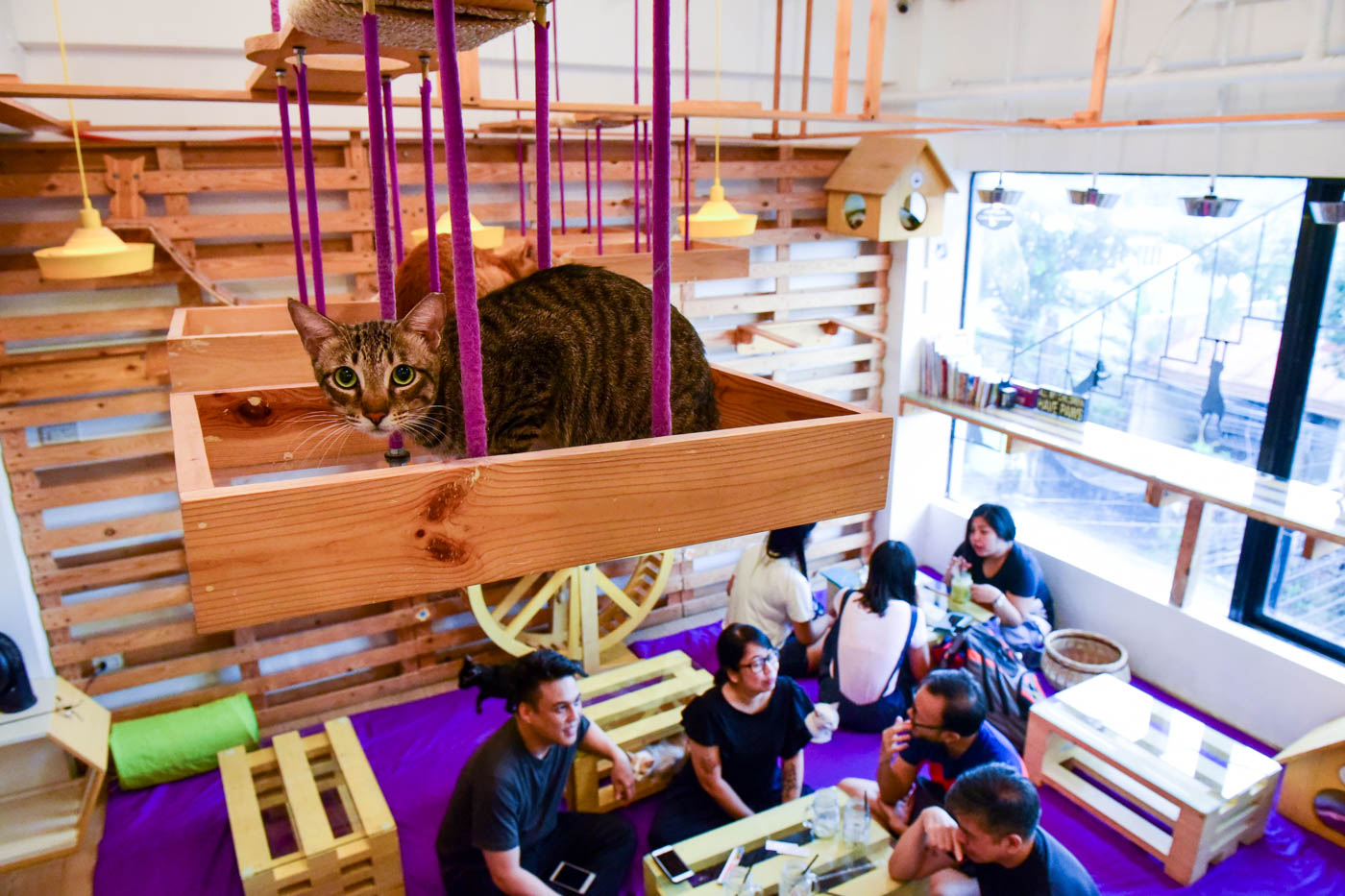 Cat Café Manila: The café with 9 lives