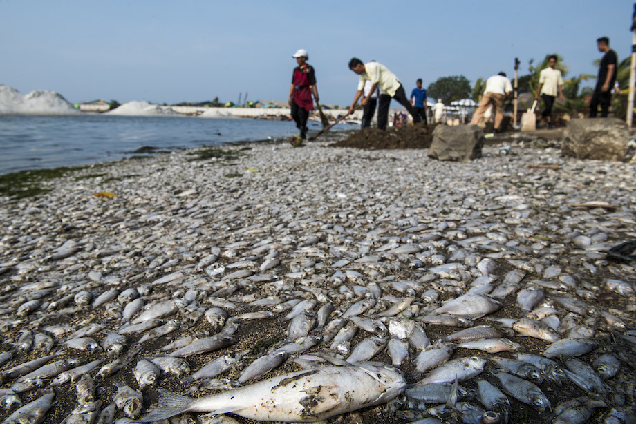 Foto hari ini Ribuan ikan mati  di Ancol dan penangkapan 