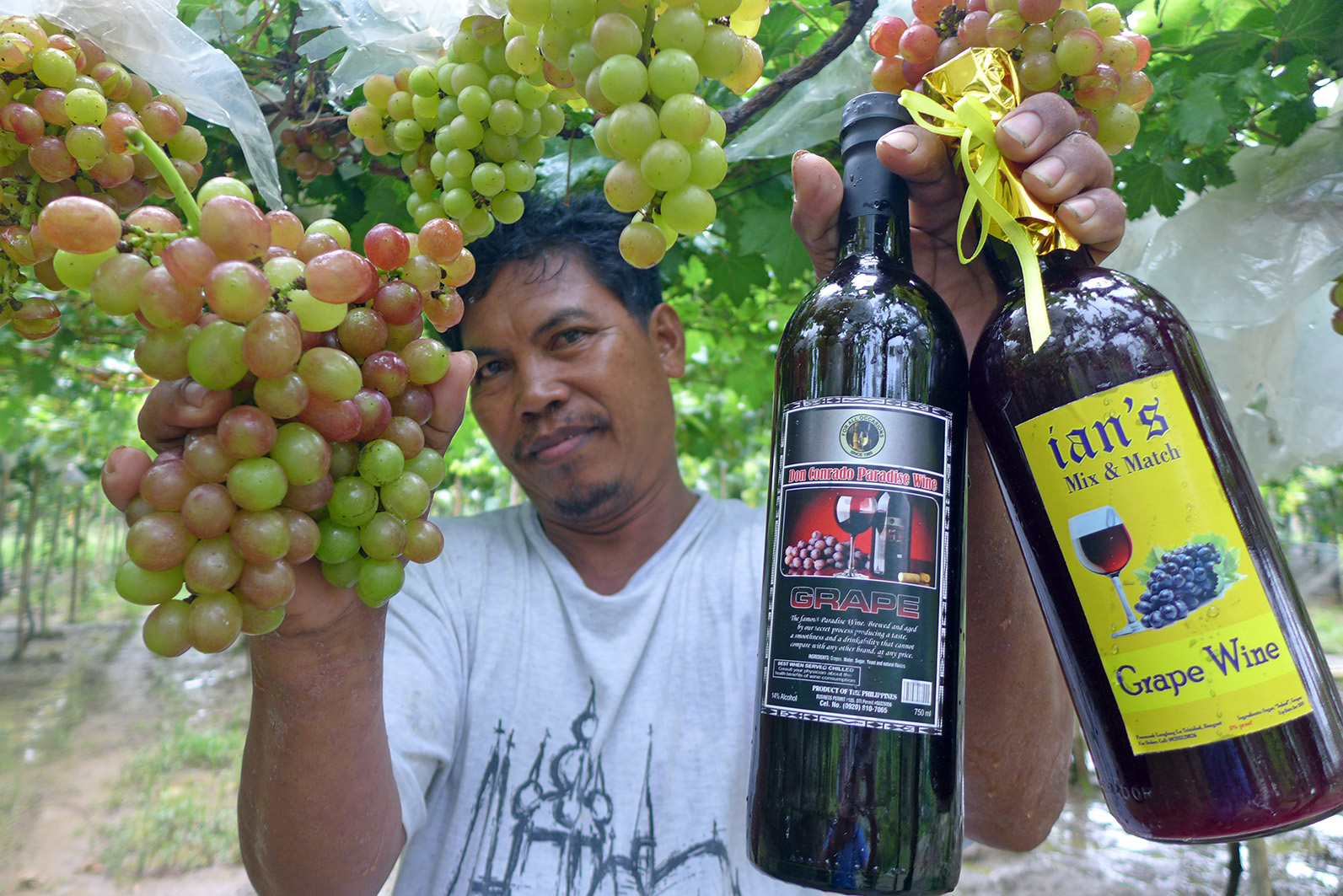 In La Union Farmers Let Tourists Pick Grapes