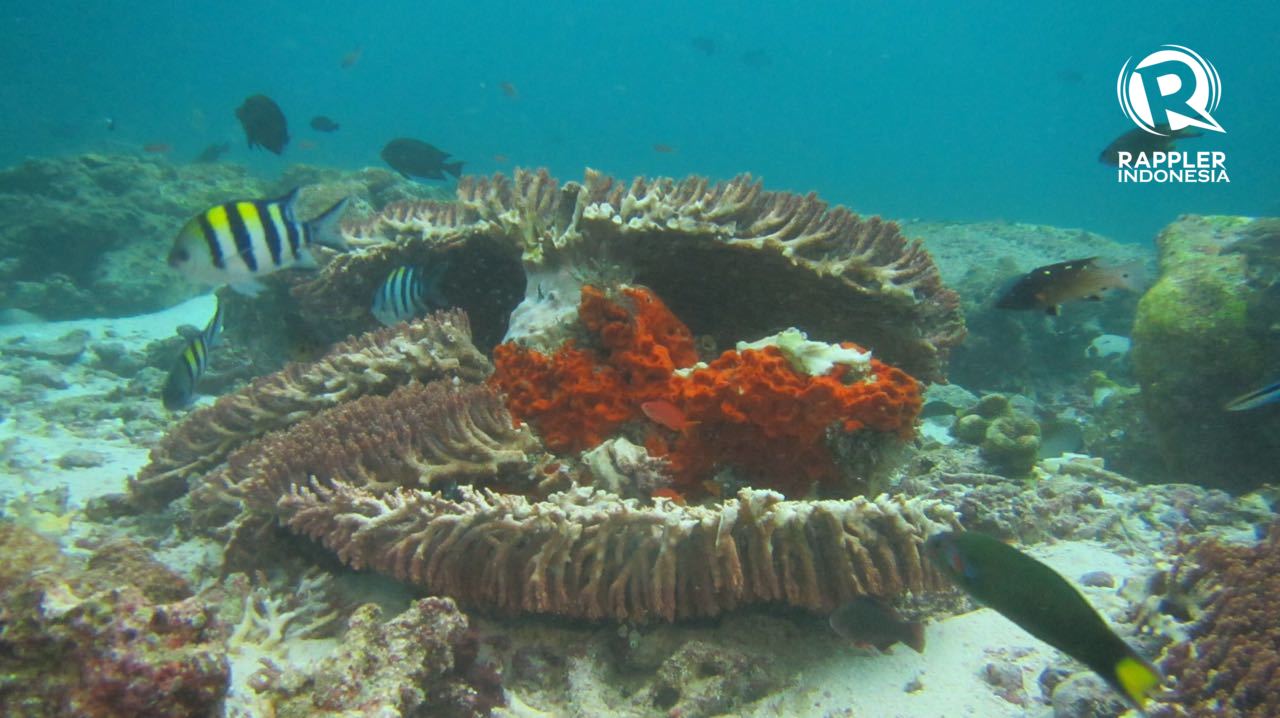 IN PHOTOS Extensive coral reef damage caused by British cruise ship
