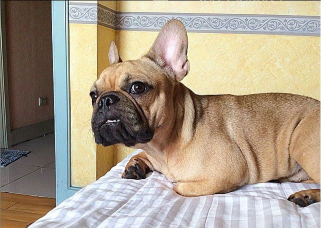 9 month old french bulldog