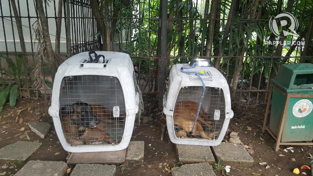 Psg Adjusts Number Of Guard Dogs For Active Duterte