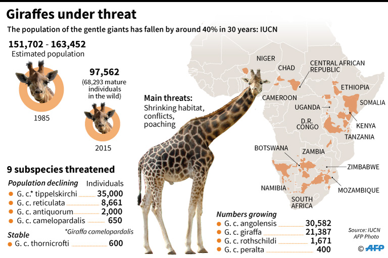 Rare white giraffes killed by poachers in Kenya
