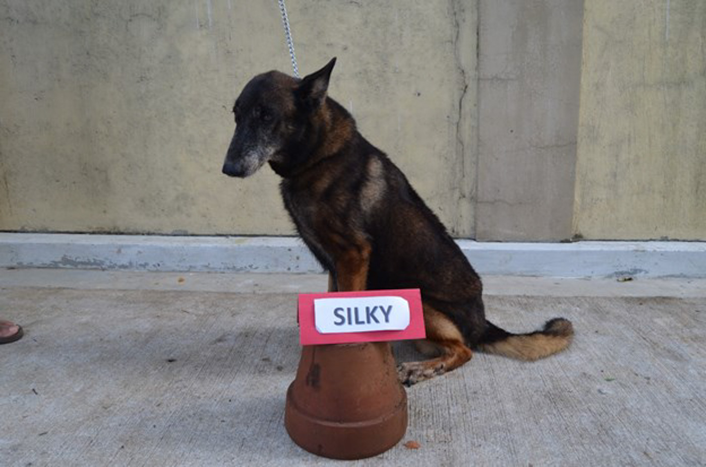 Want to adopt a K9? Look at these PDEA dogs